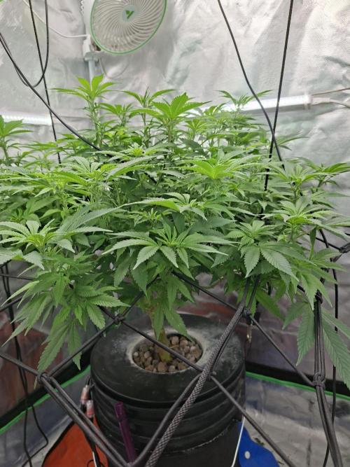 London Poud Cake Hidro #1. Week 17