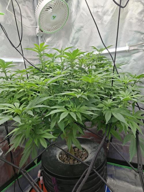 London Poud Cake Hidro #1. Week 17