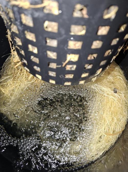 London Poud Cake Hidro #1. Week 17