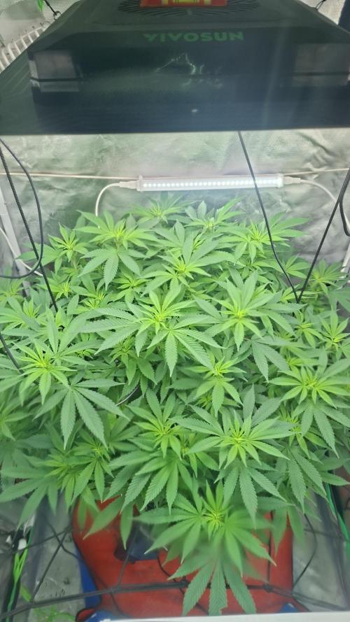 London Poud Cake Hidro #1. Week 17