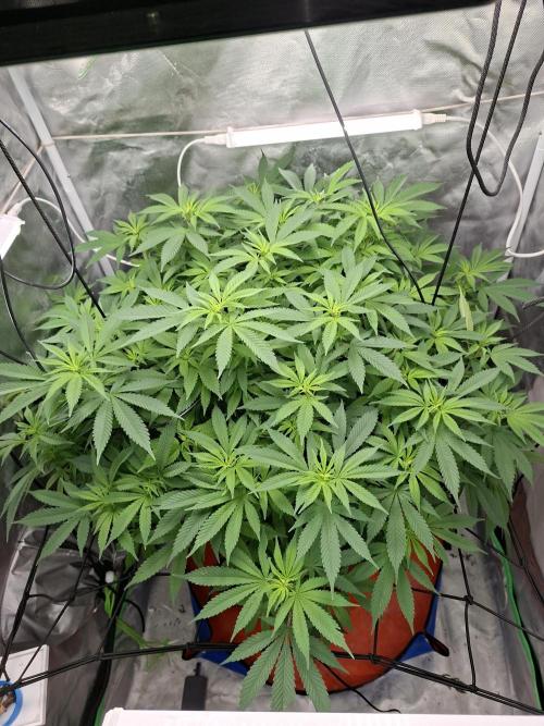 London Poud Cake Hidro #1. Week 17