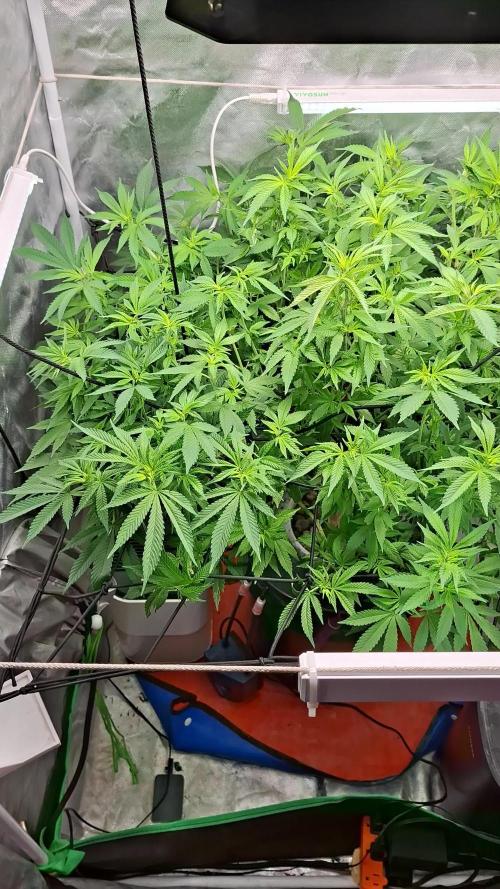 London Poud Cake Hidro #1