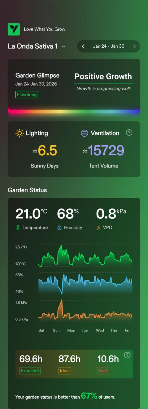 London Poud Cake Hidro #1. Week 17