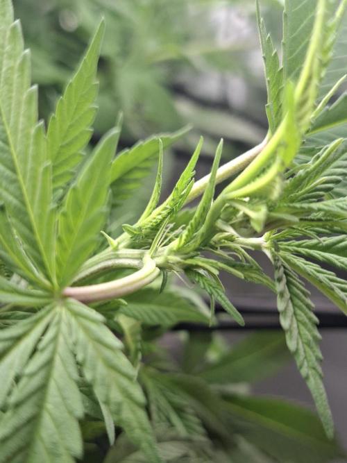 London Poud Cake Hidro #1. Week 18