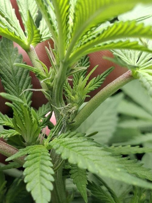 London Poud Cake Hidro #1. Week 18