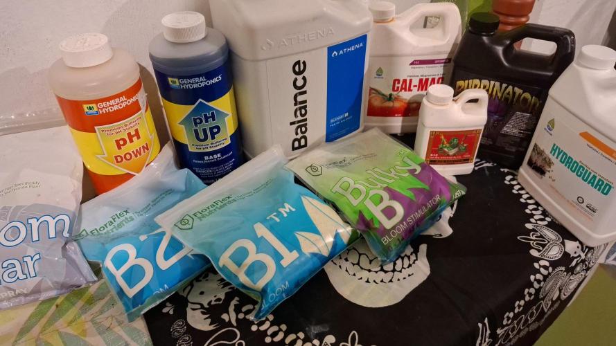 London Poud Cake Hidro #1. Week 18