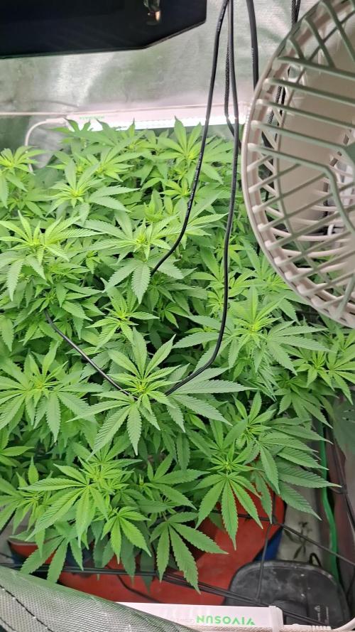 London Poud Cake Hidro #1