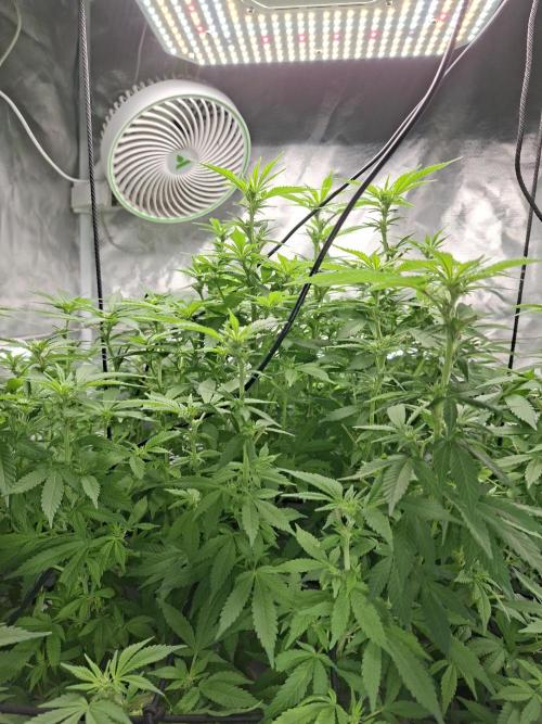 London Poud Cake Hidro #1. Week 19