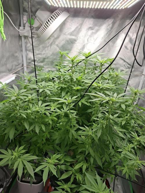 London Poud Cake Hidro #1. Week 19