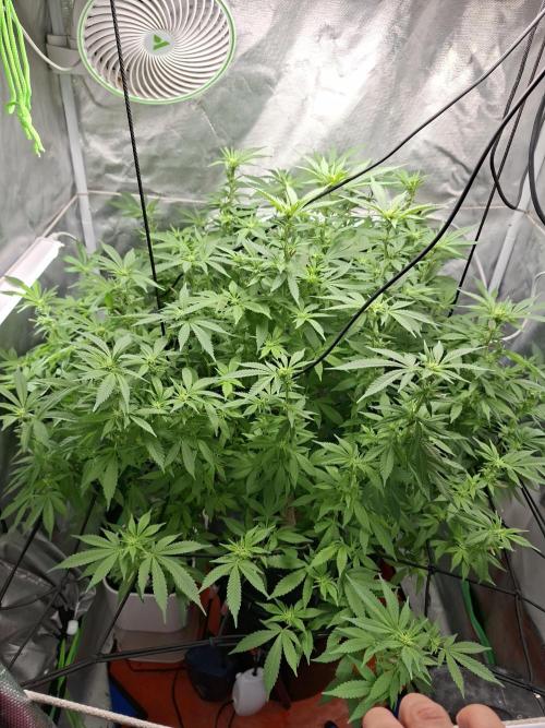 London Poud Cake Hidro #1. Week 19