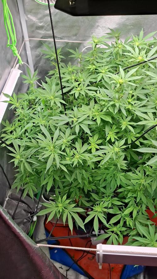 London Poud Cake Hidro #1