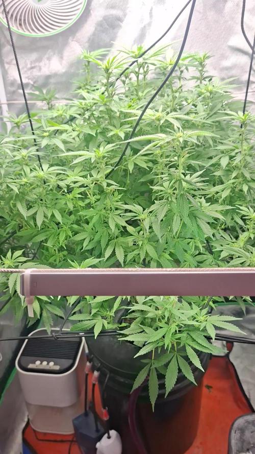 London Poud Cake Hidro #1