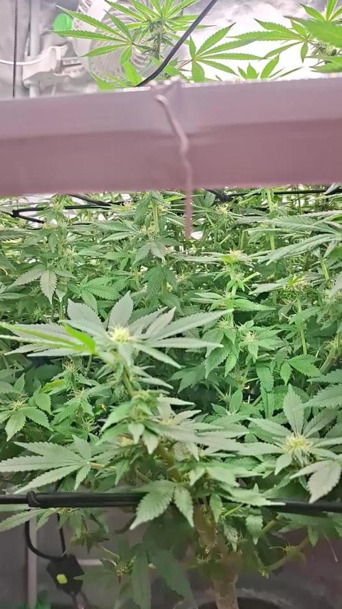 London Poud Cake Hidro #1