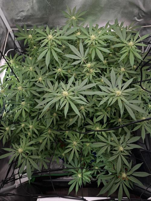 London Poud Cake Hidro #1. Week 20