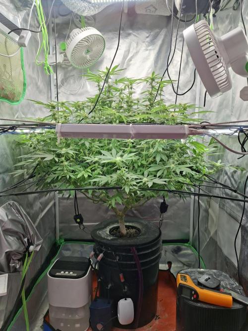 London Poud Cake Hidro #1. Week 20