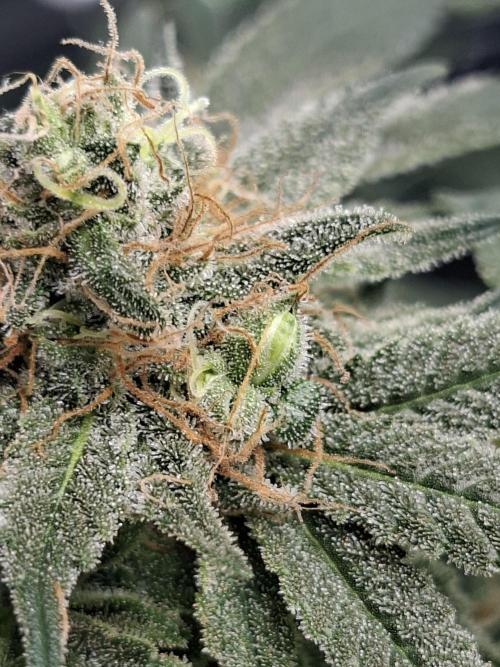 London Poud Cake Hidro #1. Week 23