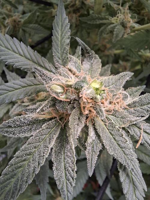 London Poud Cake Hidro #1. Week 23
