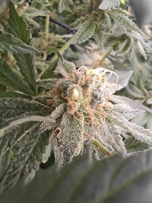 London Poud Cake Hidro #1. Week 23