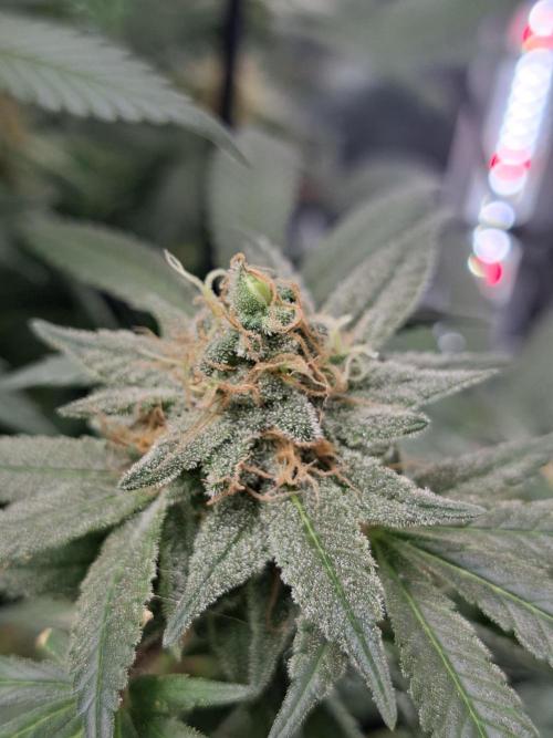 London Poud Cake Hidro #1. Week 23