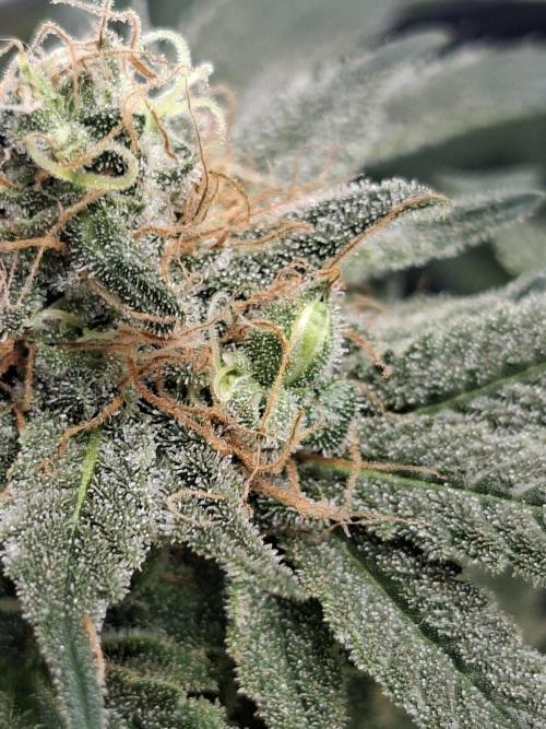 London Poud Cake Hidro #1. Week 23