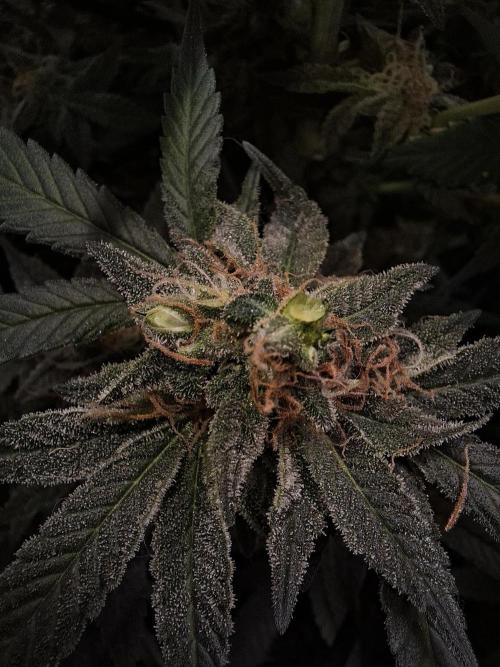 London Poud Cake Hidro #1. Week 23