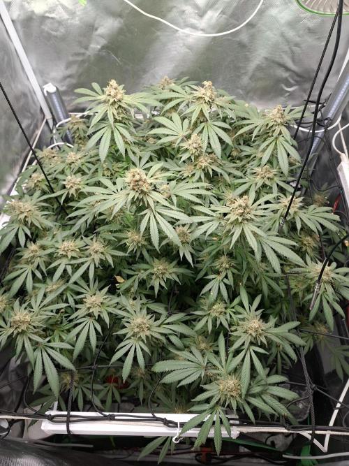 London Poud Cake Hidro #1. Week 27