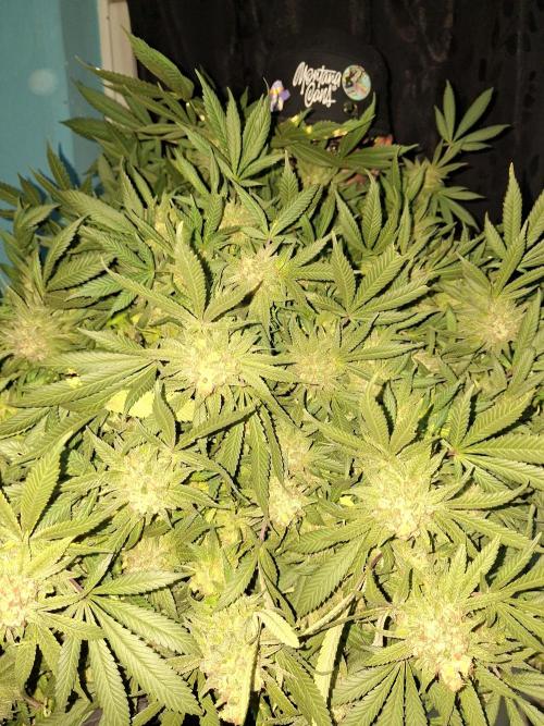 London Poud Cake Hidro #1. Week 28