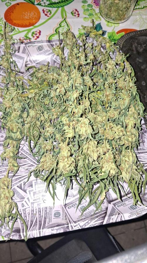 London Poud Cake Hidro #1. Week 28