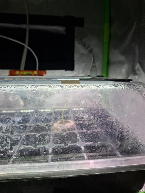 DWC 80x80. Week 0 - 27 / 05 / 26