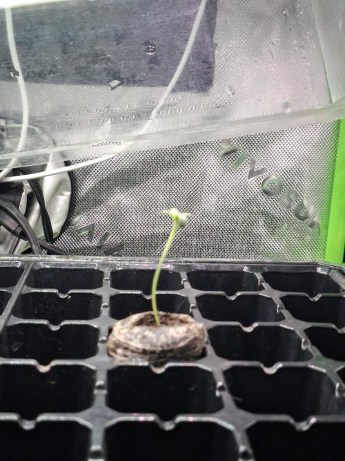 DWC 80x80. Week 0 - 27 / 05 / 26