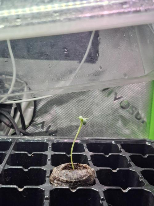 DWC 80x80. Week 0 - 27 / 05 / 26