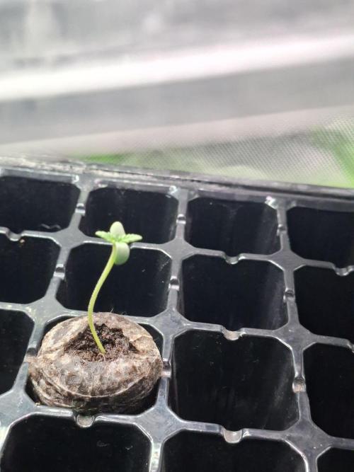 DWC 80x80. Week 0