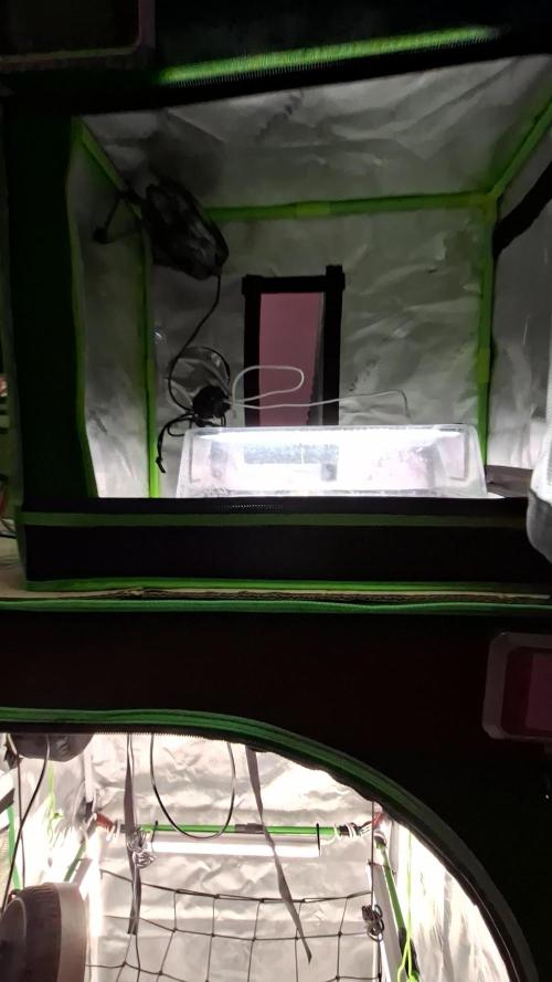 DWC 80x80. Week 1