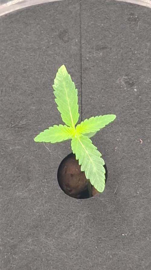 DWC 80x80