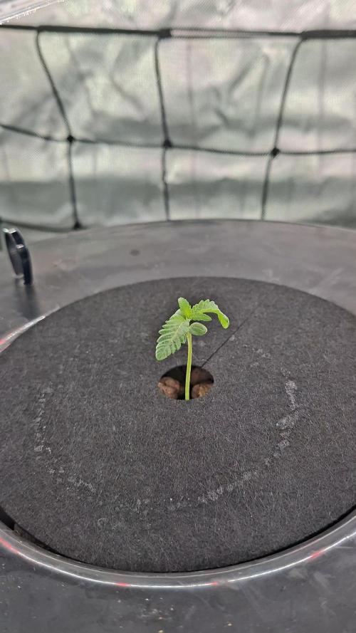 DWC 80x80. Week 2