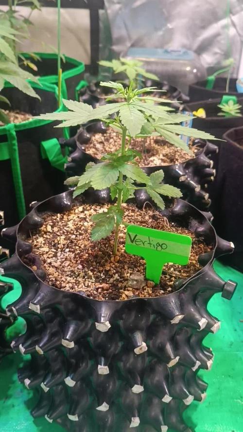 PARADISE SEEDS AUTO 
