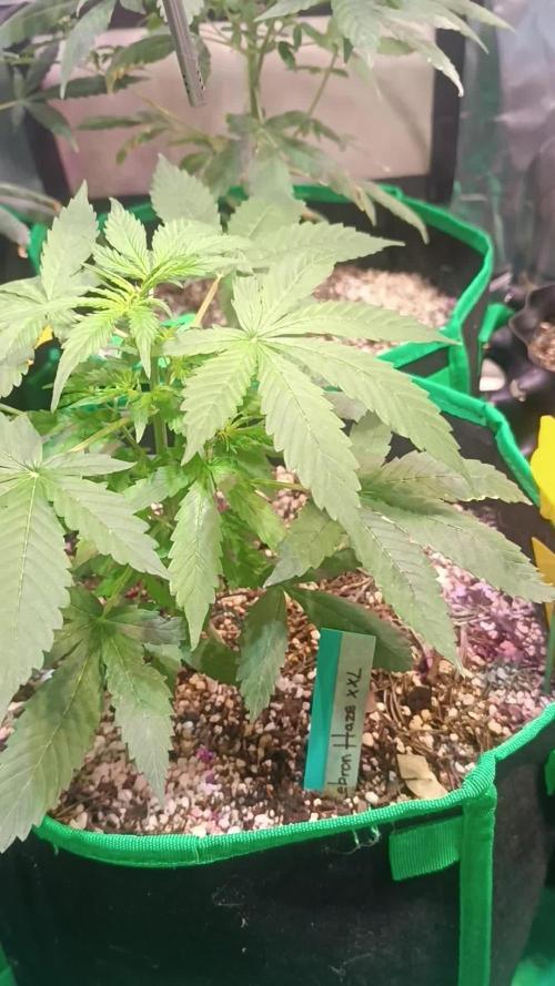Lebron Haze 