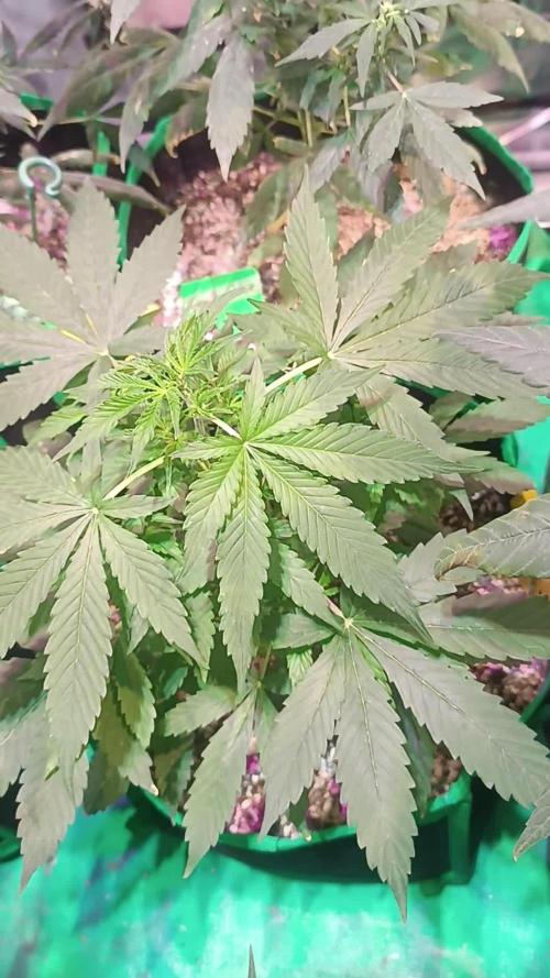 Lebron Haze 