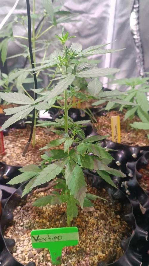 PARADISE SEEDS AUTO 