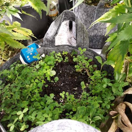 RoyalQueenSeed StressKill - LivingOrgan. Week 1 - The Green crack didnt pop so i have now put in a Royal Queen Seeds -Stress Killer Auto.