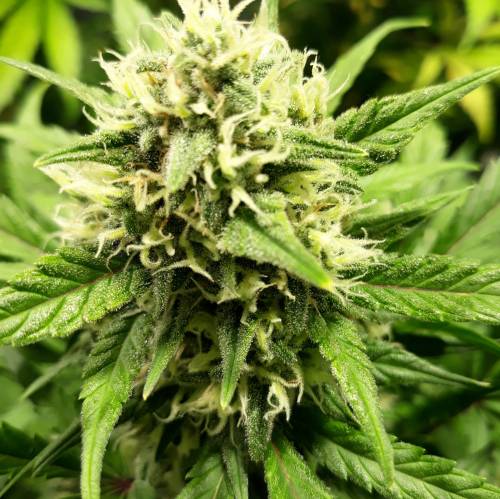 RoyalQueenSeed StressKill - LivingOrgan. Week 2 - GSC #1 hairs just starting to orange off