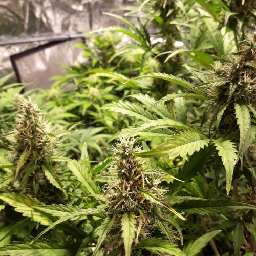 RoyalQueenSeed StressKill - LivingOrgan. Week 2 - Royal Haze #2 Hairs starting to brown