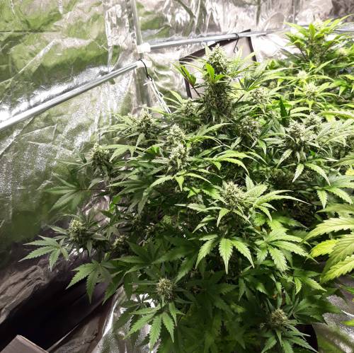 RoyalQueenSeed StressKill - LivingOrgan. Week 2 - GSC #1