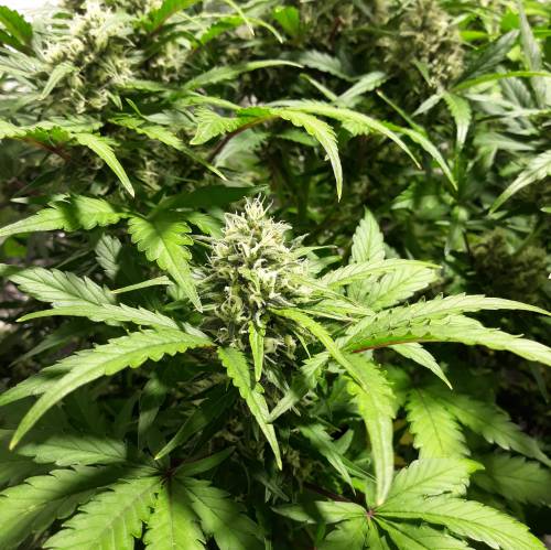 RoyalQueenSeed StressKill - LivingOrgan. Week 2 - GSC #1