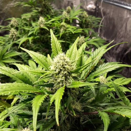 RoyalQueenSeed StressKill - LivingOrgan. Week 2 - GSC #1