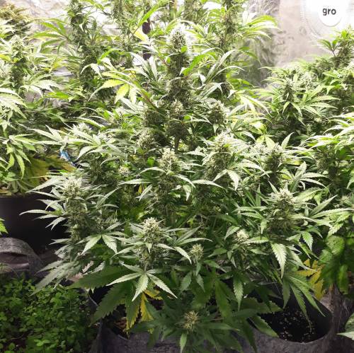 RoyalQueenSeed StressKill - LivingOrgan. Week 2 - GSC #2 I got my soil perfect for this plant. lots of beneficial bugs in the soil supporting the plants needs. Just need to tune the soil of the others so they're like this.