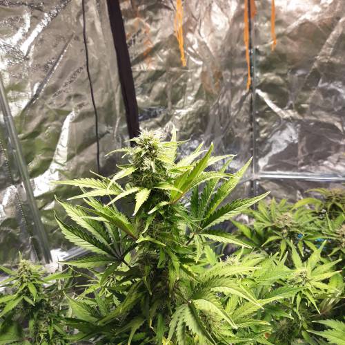 RoyalQueenSeed StressKill - LivingOrgan. Week 2 - Royal Haze #3