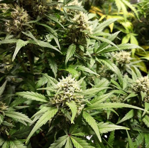 RoyalQueenSeed StressKill - LivingOrgan. Week 2 - GSC #2