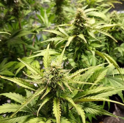 RoyalQueenSeed StressKill - LivingOrgan. Week 2 - Royal Haze #3