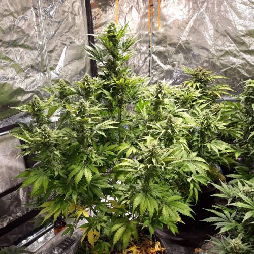 RoyalQueenSeed StressKill - LivingOrgan. Week 2 - Royal Haze #3